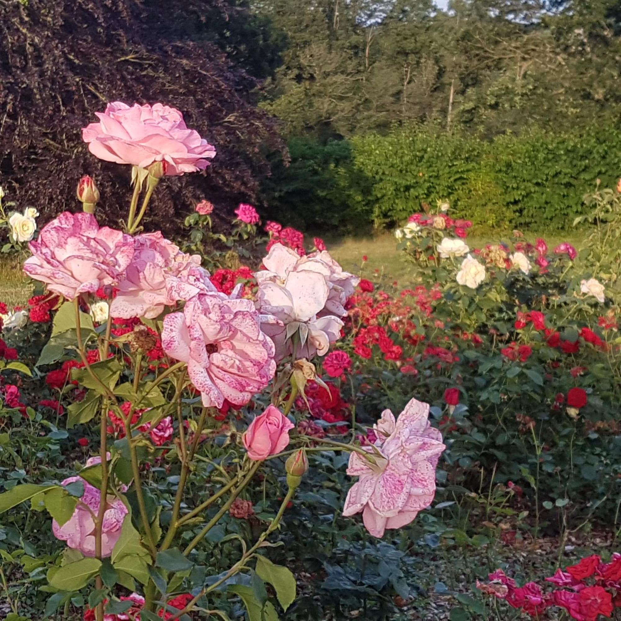 לינה וארוחת בוקר ג'וסלין Domaine De La Chesnaie מראה חיצוני תמונה